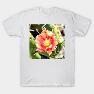 Red and Yellow Cactus Flower Bloom T-Shirt